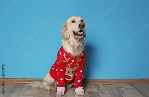 Fototapeta Naklejka Na Ścianę i Meble -  Cute dog in Christmas sweater on floor near color wall
