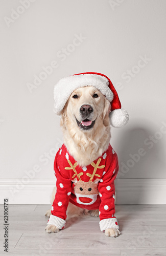 Fototapeta Naklejka Na Ścianę i Meble -  Cute dog in Christmas sweater and hat on floor
