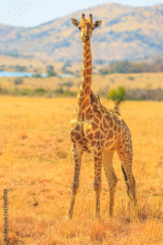 Photography Front view of African giraffe standing in Pilanesberg National Park with savannah landscape on blurred background