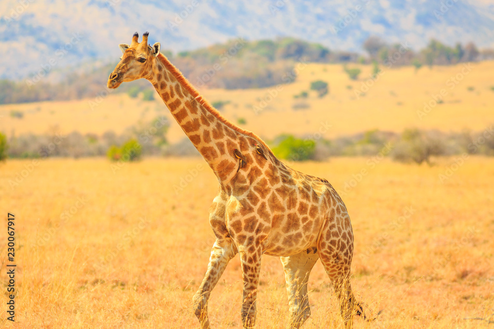 Obraz premium Side view of African giraffe walks in Pilanesberg National Park with savannah landscape on blurred background. South Africa game drive safari. Copy space.