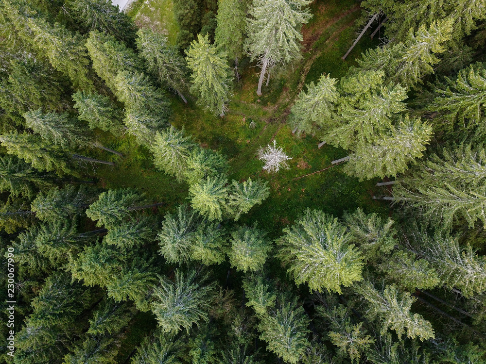 Vertical aerial view of spruce and fir forest (trees) at Pokljuka, Julian Alps, Slovenia. Vertical aerial view of spruce and fir forest (trees) at Pokljuka, Julian Alps, Slovenia.