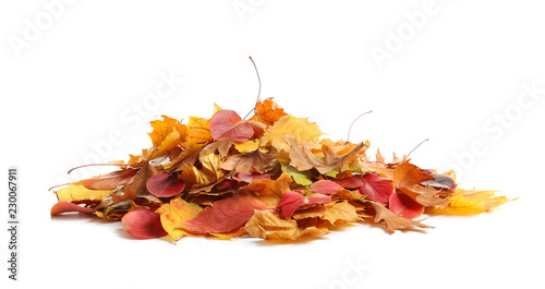 Εκτύπωση καμβά Heap of autumn leaves on white background