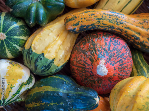 pumpkins and gourds