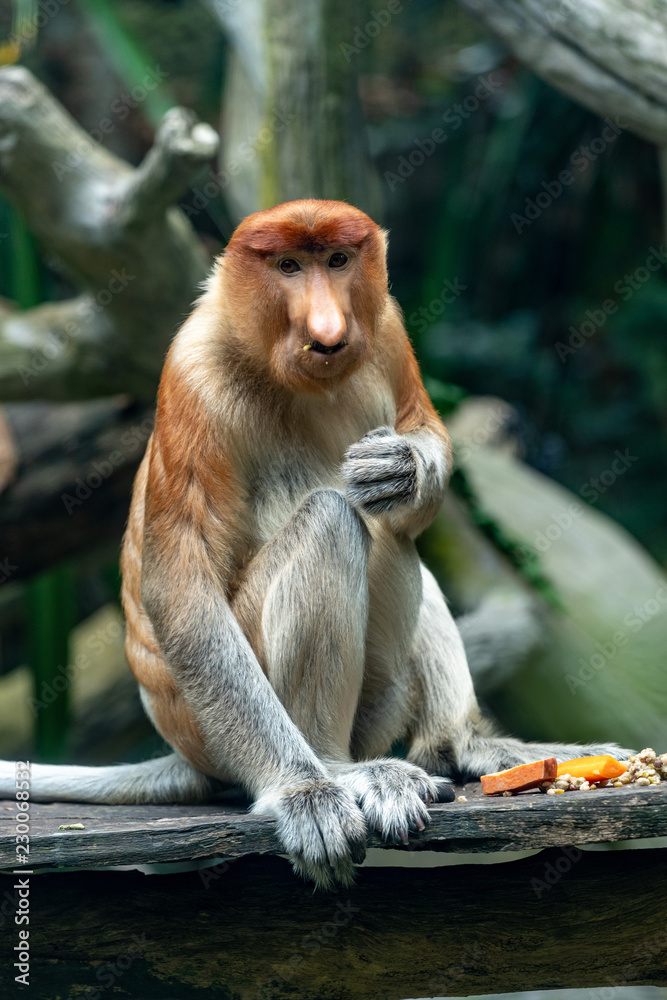 Obraz premium Proboscis monkey