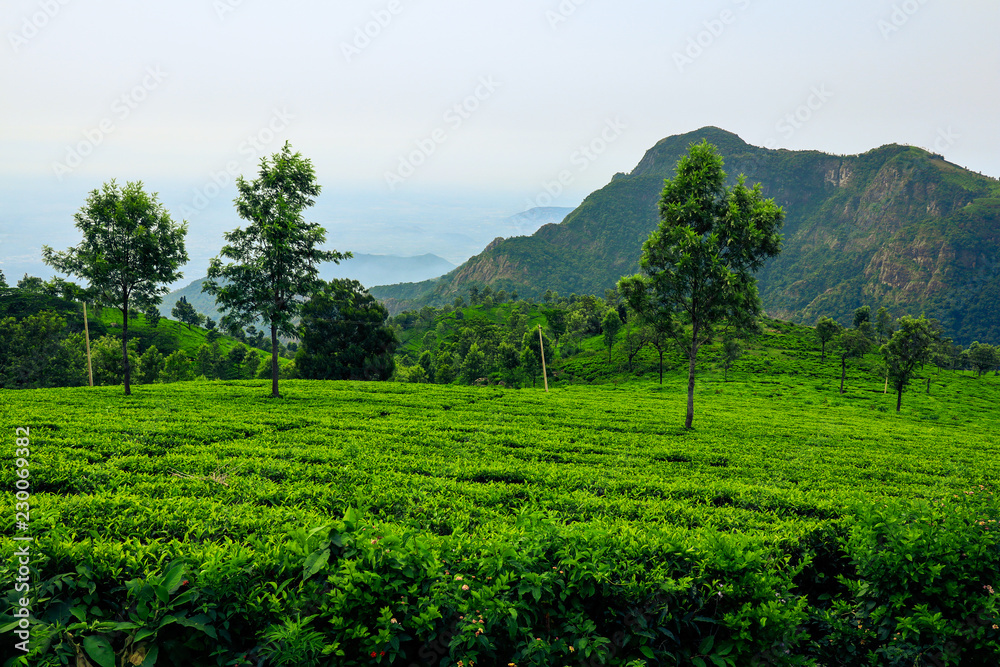 Indian tea garden_01