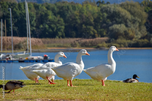 un gruppo di cigni e anatre sulle sponde del lago maggiore © marcello