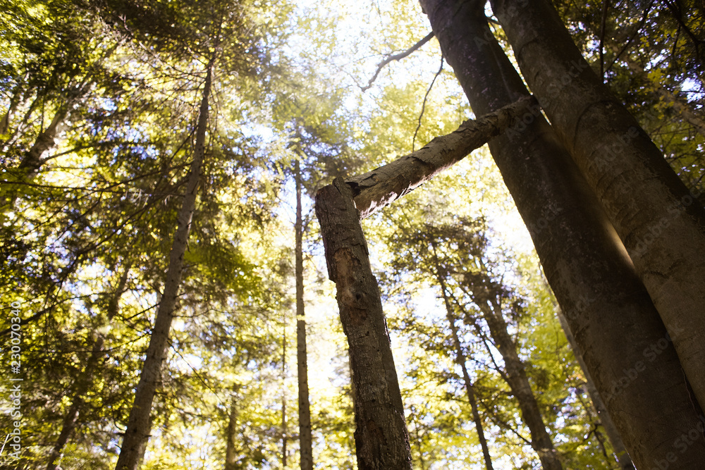 Naklejka premium broken tree in autumn forest