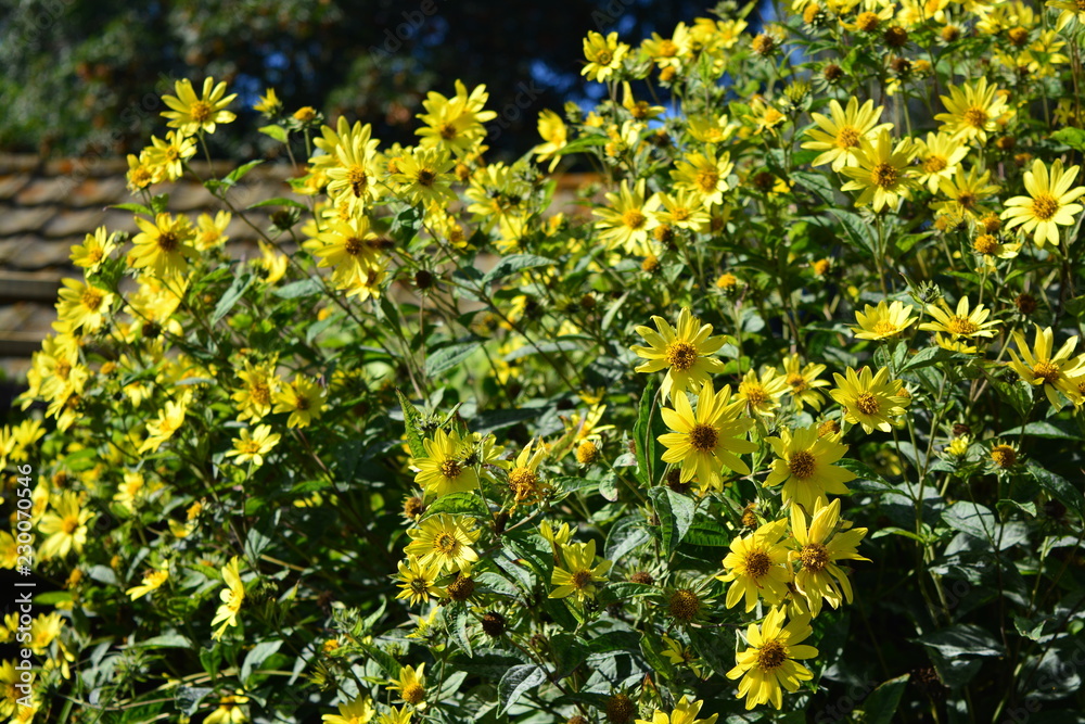 A bush of yellow flowers