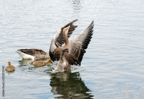 Graugans-Familie, Küken, Graugans (Anser anser) schlägt mit den Flügeln, steht im Wasser, Allersee, Wolfsburg, Niedersachsen, Deutschland, Europa photo