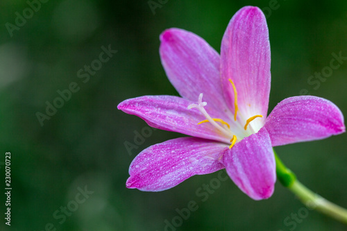 Closeup pink flower with blurred background, Zephyranthes grandiflora, Rain Lily, Fairy Lily.