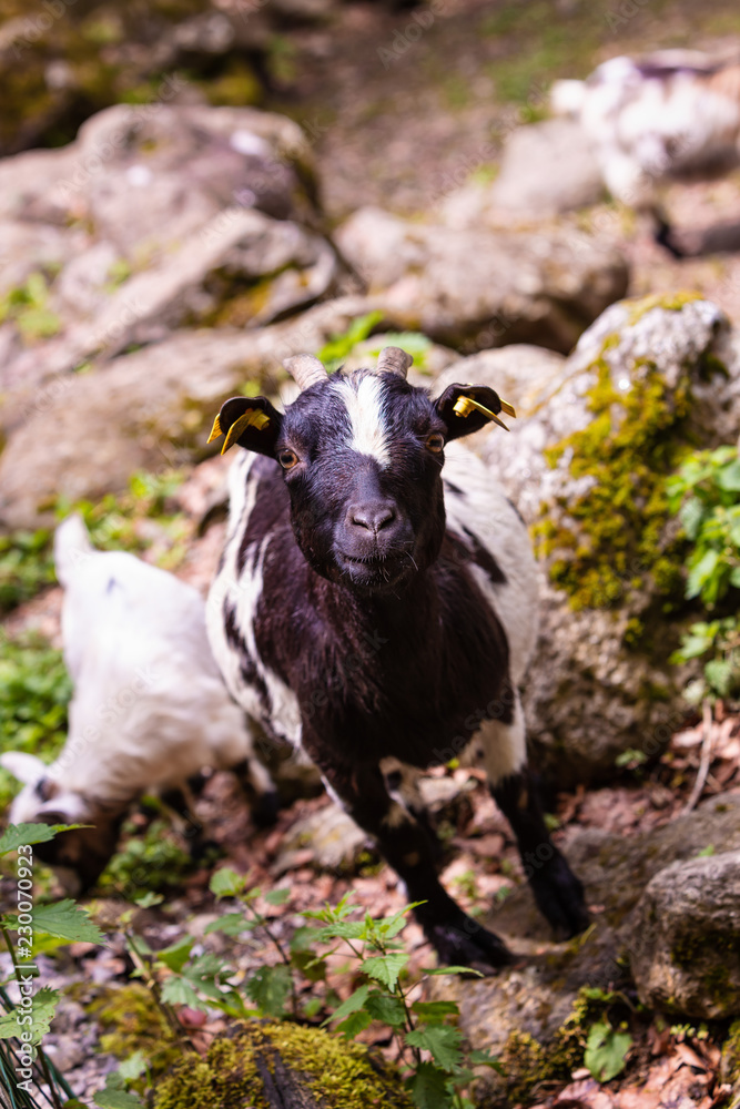 Fototapeta premium Chèvre naine