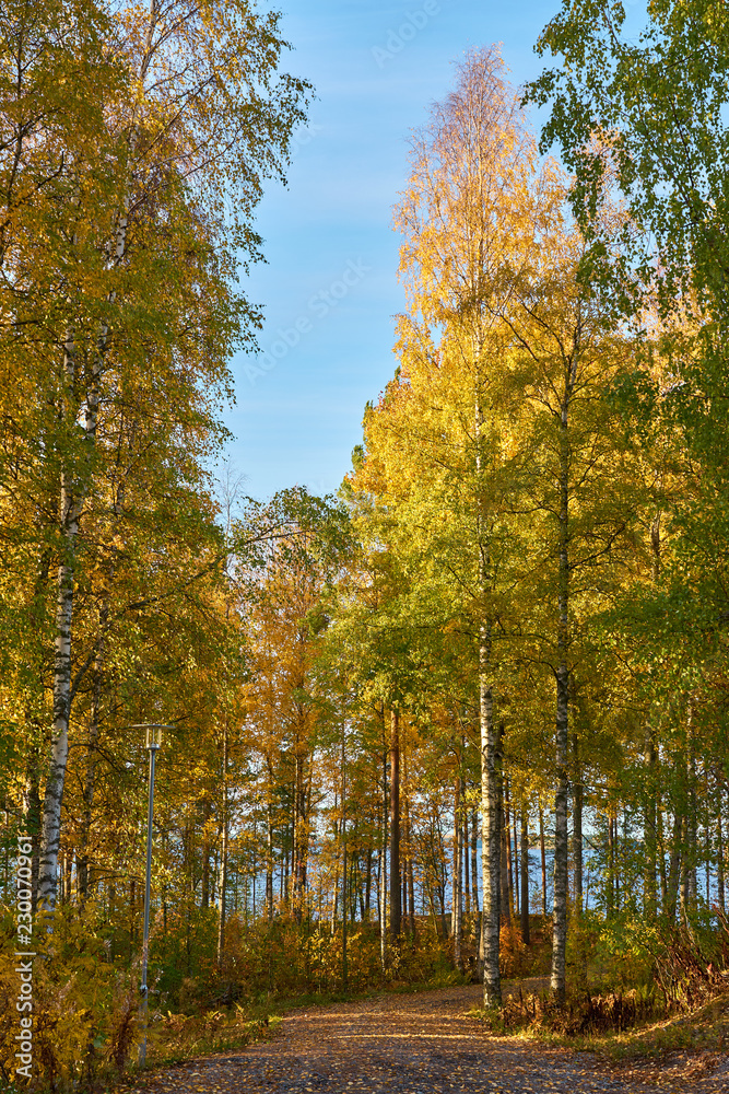 Path in autumn forest with a blue sky and lake on a background. Path in autumn forest with a blue sky and lake on a background.