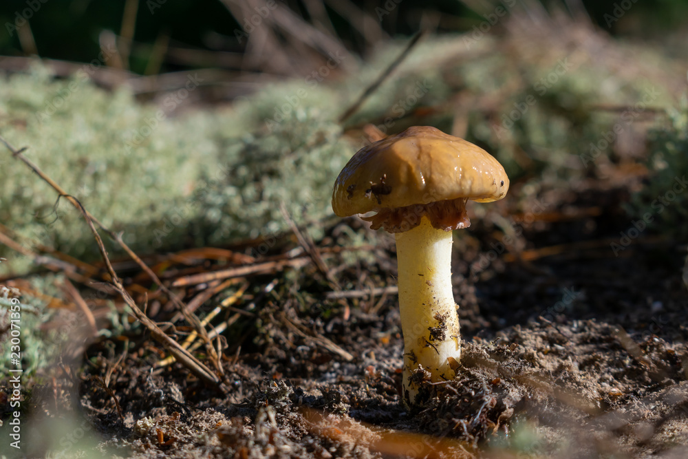Wild mushrooms in forest Wild mushrooms in forest