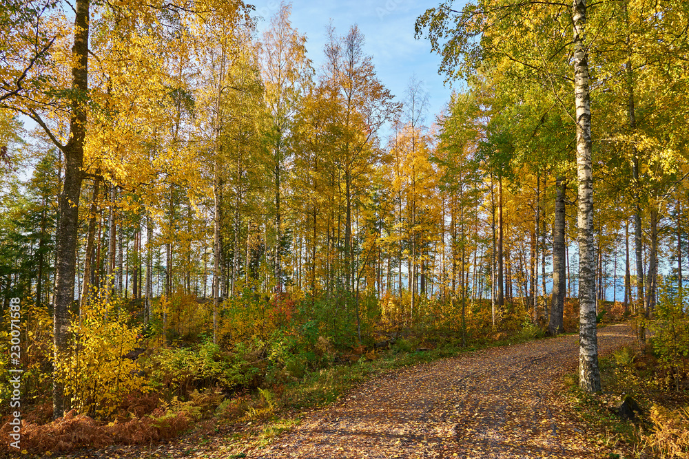 Fototapeta premium Path in autumn forest with a blue sky and lake on a background. 