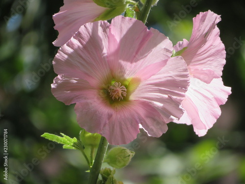 Blumen 18
