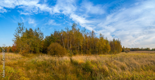 A forest glade bathed in the light of the setting sun.