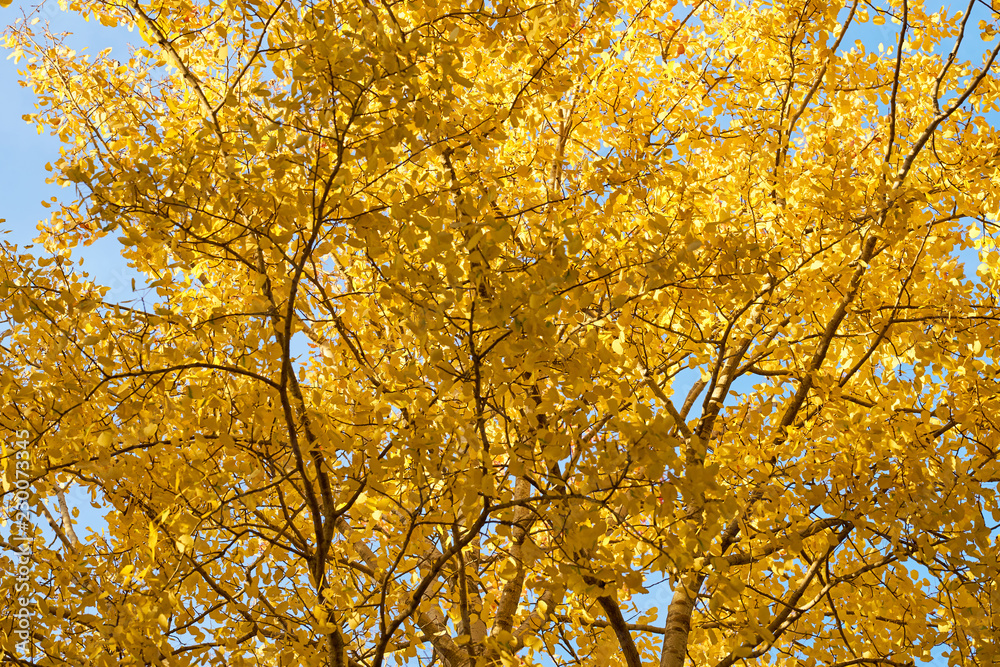 Yellow autumn leaves texture/background.