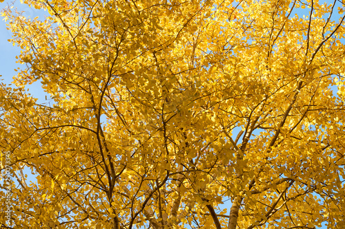 Yellow autumn leaves texture/background.
