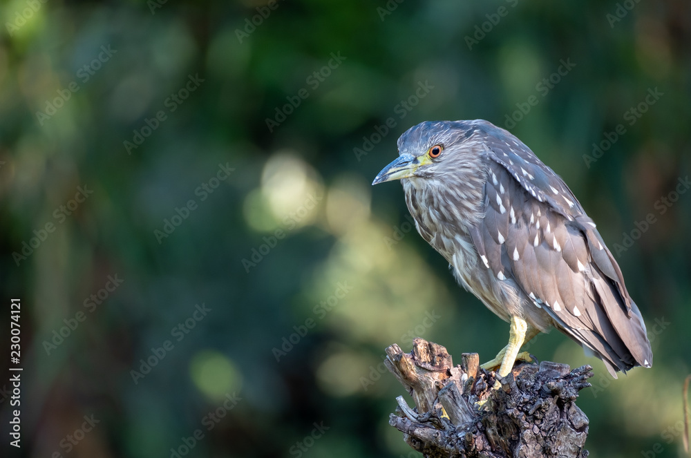 Obraz premium night heron