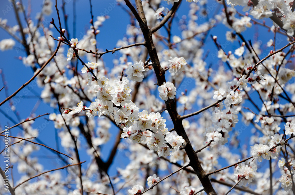 flowers in spring flowers in spring