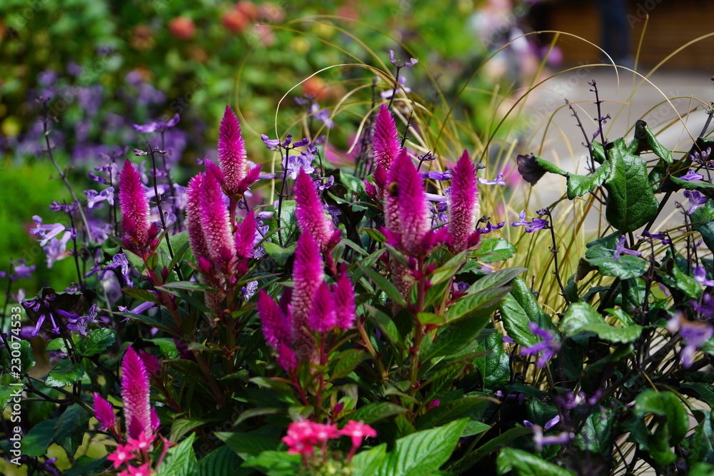 Obraz premium ケイトウ