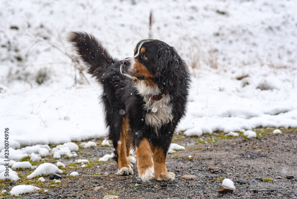 Beautiful San Bernardo dog in the first autumn snows in Bordes de Envalira, Canillo, Andorra.