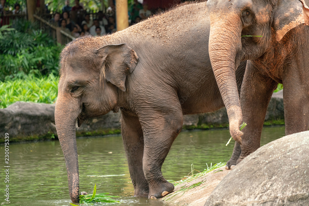 Fototapeta premium Elephant entering into the water