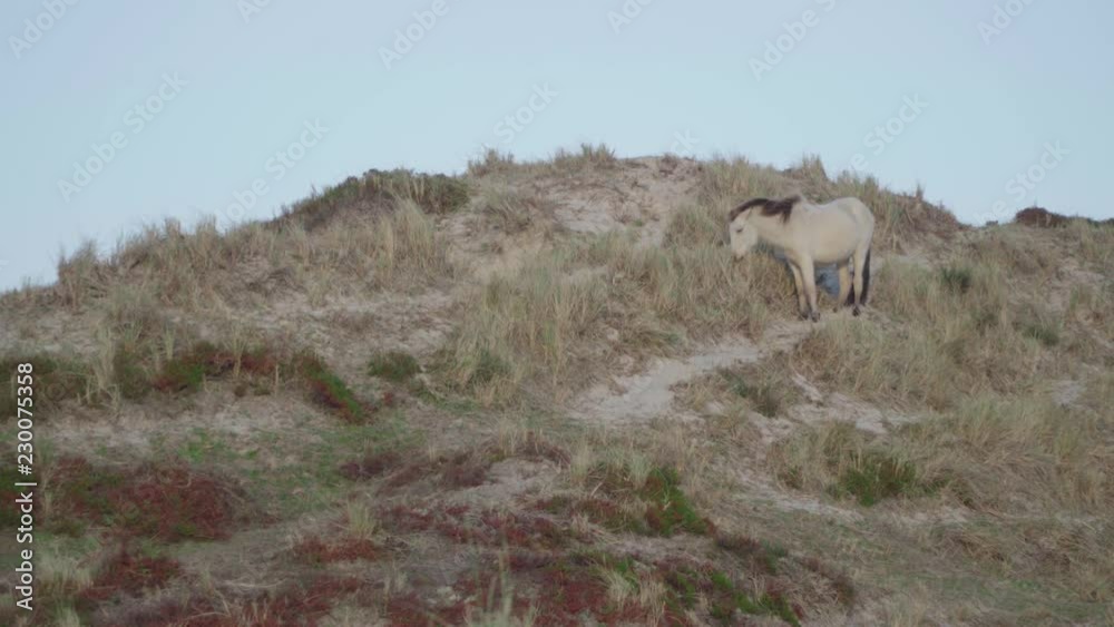 A light brown pony grazes in the dunes in the evening light A light brown pony grazes in the dunes in the evening light