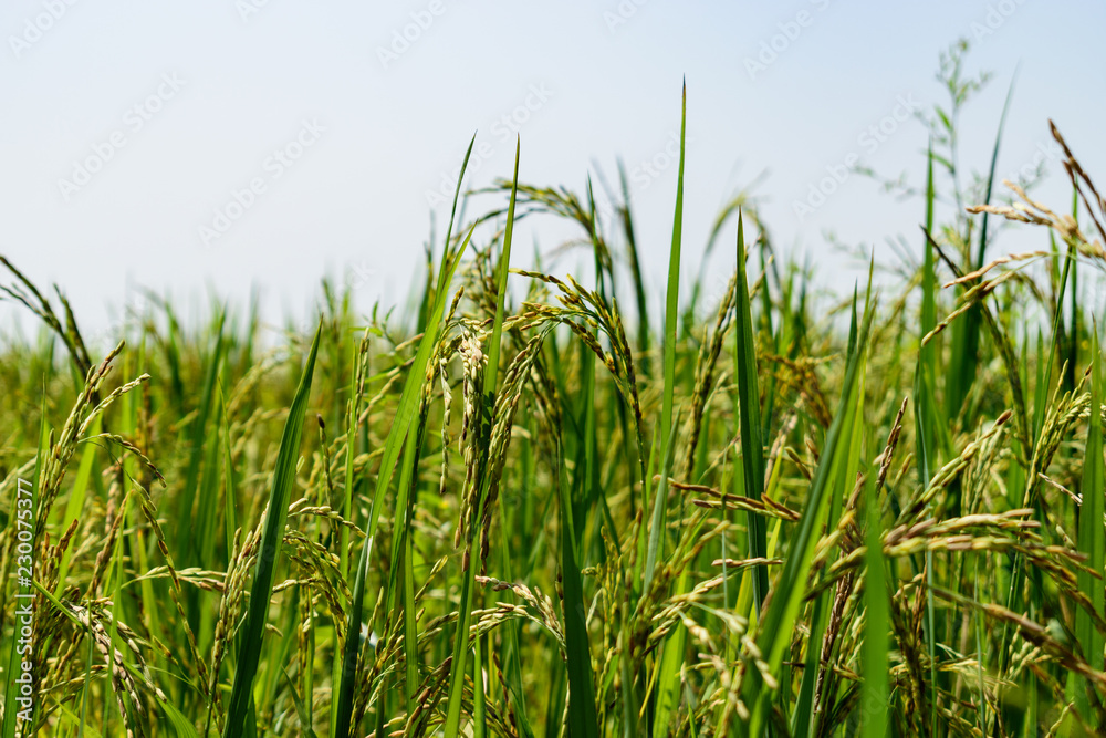 Corn Field Corn Field