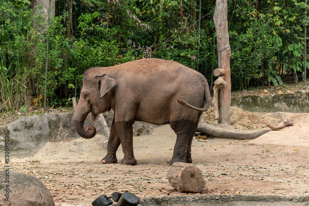 Naklejka premium Elephant 