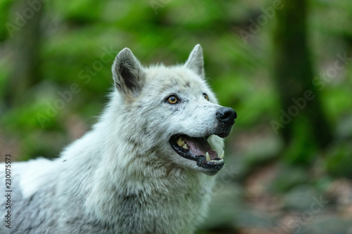 Loup du Canada