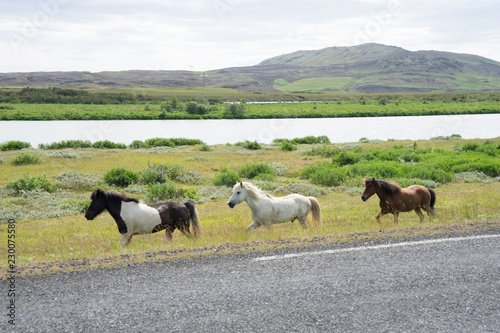 Fototapeta Naklejka Na Ścianę i Meble -  Island-Pferde beim Ausritt in grüner Landschaft im Süden Islands