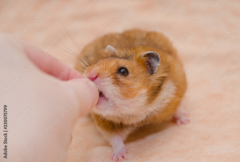 Funny greedy Syrian hamster taking food from a human hand (on a light beige background), shallow DOF, selective focus on the hamster eyes Funny greedy Syrian hamster taking food from a human hand (on a light beige background), shallow DOF, selective focus on the hamster eyes