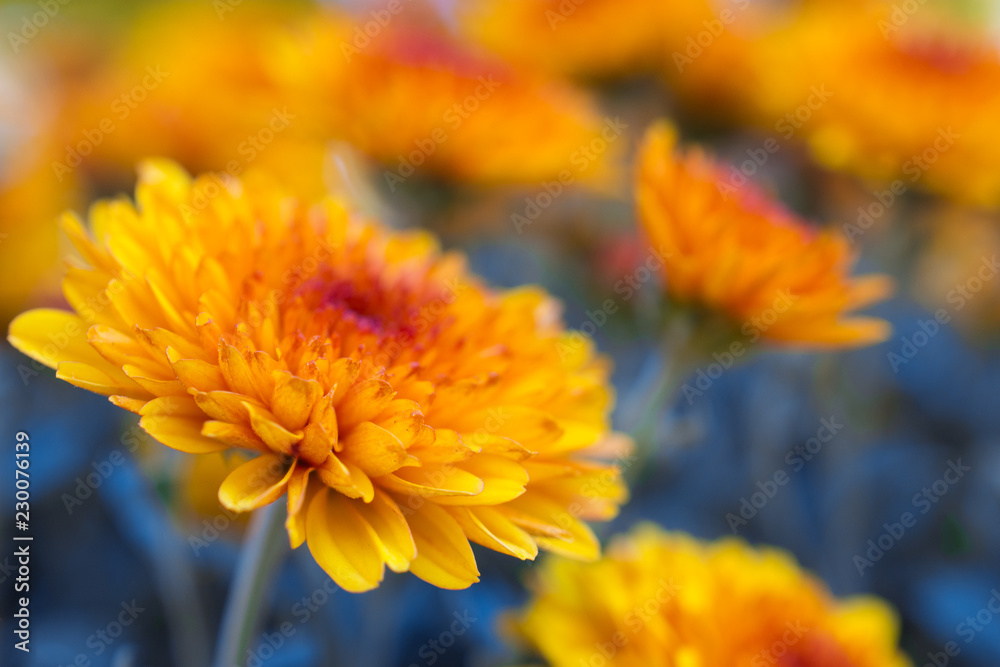 Beautiful bright orange and yellow chrysanthemum flower on the background of other chrysanthemum flowers (shallow DOF, selective focus on the chrysanthemum petals)