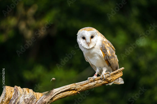 Barn owl in dried field