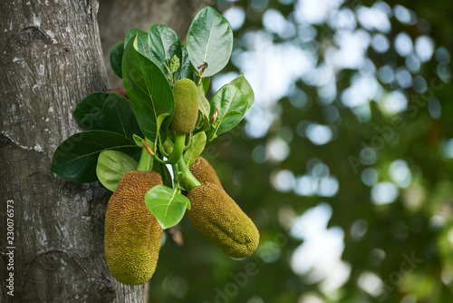 Group pf small young jackfruits on the tree.