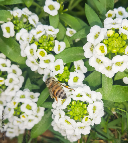 Closeup of bee enjoying the white Lobularia maritima (Alyssum flowers)