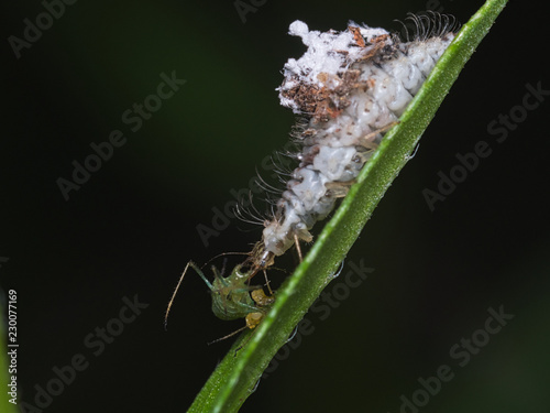 アブラムシを捕食するクサカゲロウの幼虫