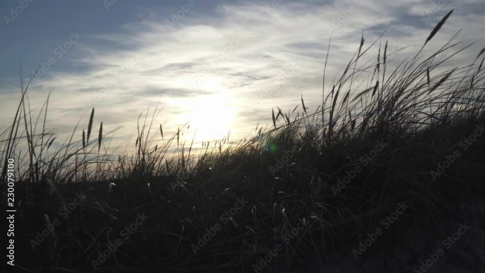 Sunset behind dune grass Sunset behind dune grass