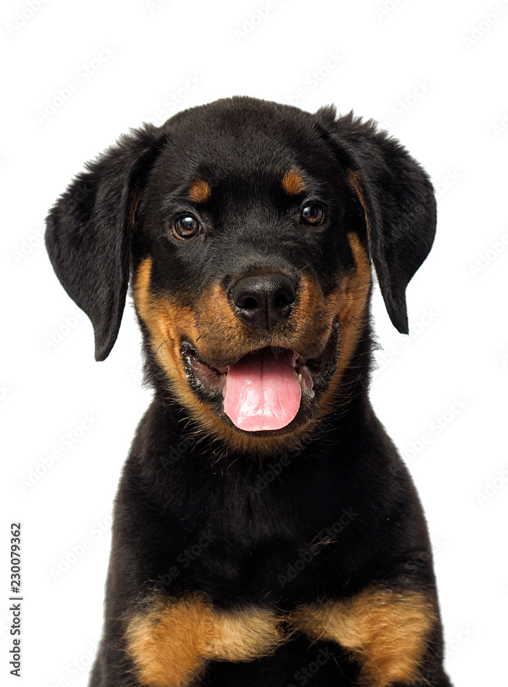 rottweiler puppy portrait on a white background rottweiler puppy portrait on a white background