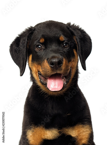 rottweiler puppy portrait on a white background