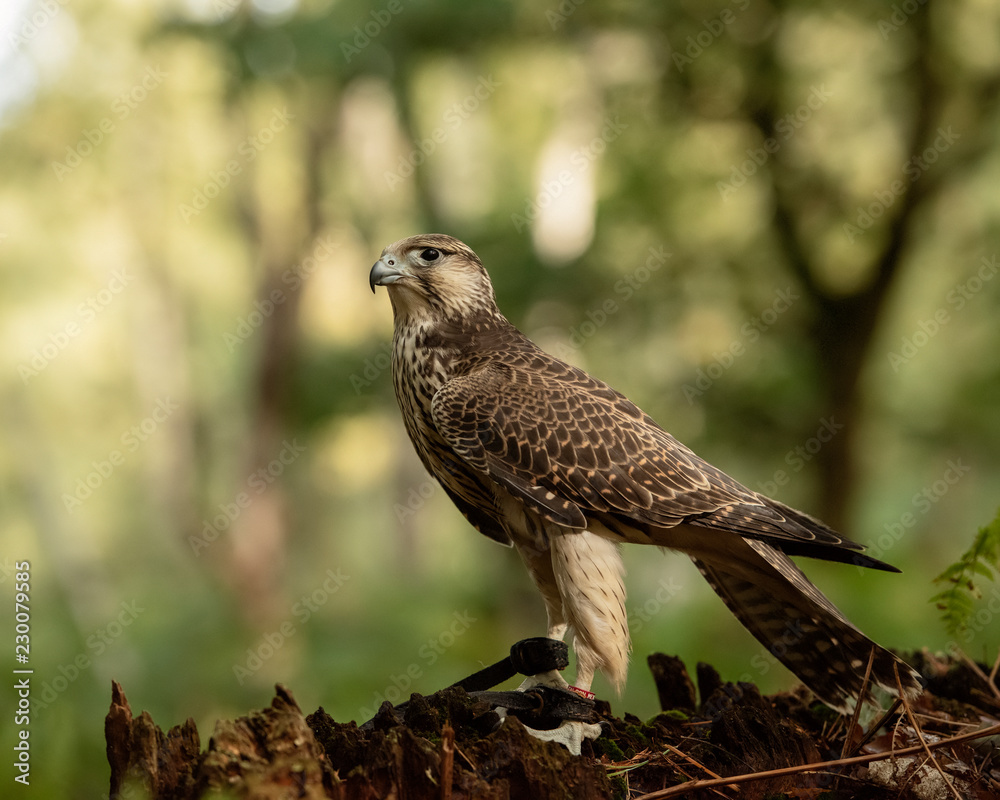 Fototapeta premium Kestrel