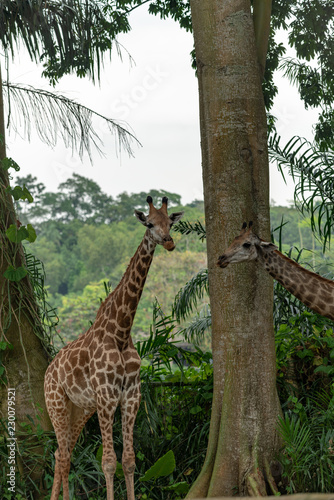 Two Giraffes in the zoo