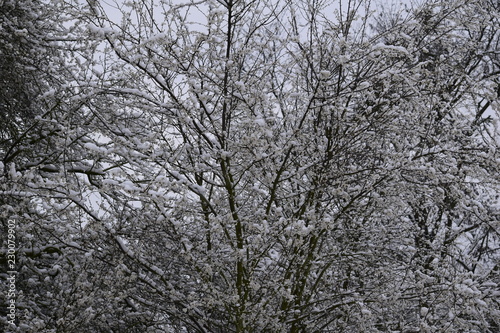 tree in winter © ivan