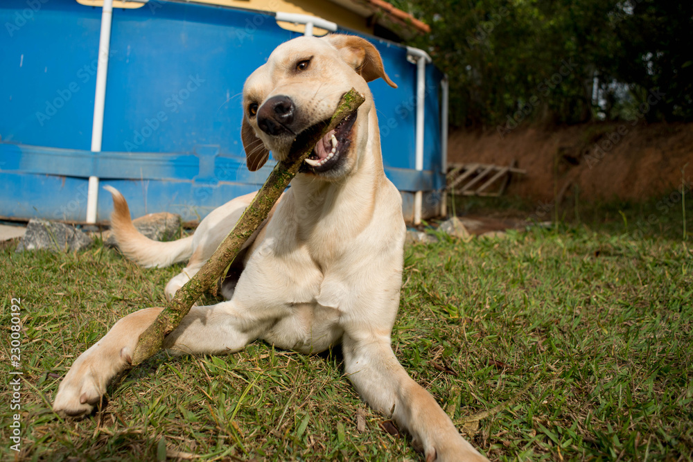 Dog biting a piece of wood. This photograph was taken in Guaratinguetá, São Paulo, Brazil in june, 2018. Dog biting a piece of wood. This photograph was taken in Guaratinguetá, São Paulo, Brazil in june, 2018.