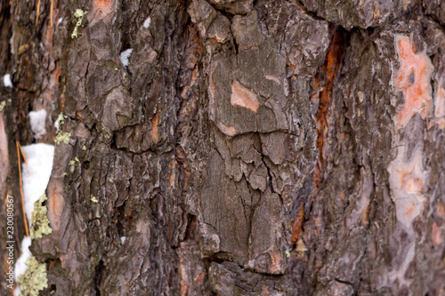 Crested pine bark bark with pieces of snow photo