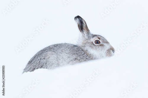 Picture show a wild mountain hare sitting on snow in the Scottish highlands national park,  the Cairngorms.  These hares (rabbits) are native to the British Isle and leave on higher ground