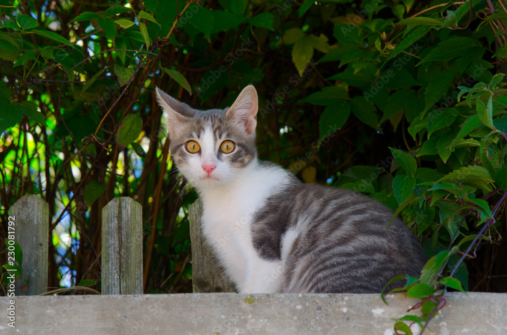 Obraz premium Katze in Vernet les Bains