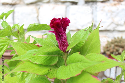 Fiore