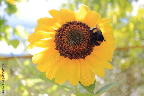Girasole